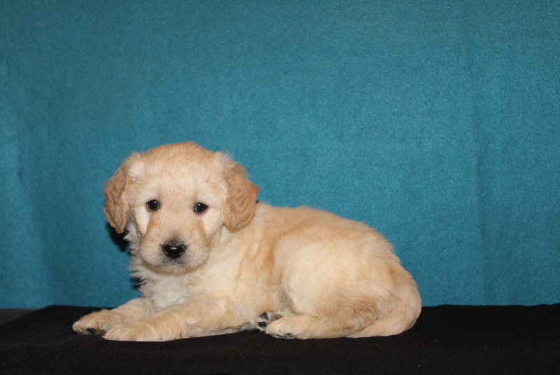 puppy, for, sale, Mini Goldendoodle F2, Matthew B. Stoltzfus, dog, breeder, Gap, PA, dog-breeder, puppy-for-sale, forsale, nearby, find, puppyfind, locator, puppylocator, aca